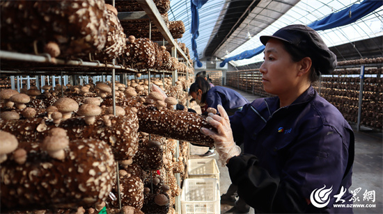 Seven Rivers Biotechnology: Neugestaltung der Shiitake-Pilzindustrie mit Smart Factories, führend bei der digitalen Transformation der Landwirtschaft 02.jpg 
