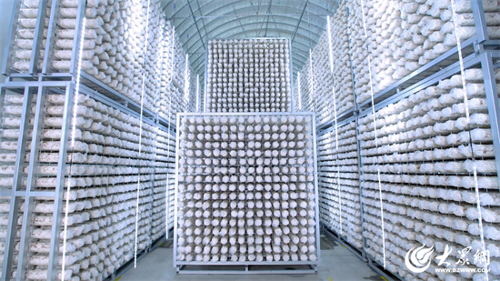 Seven Rivers Biotechnology: Neugestaltung der Shiitake-Pilzindustrie mit Smart Factories, führend bei der digitalen Transformation der Landwirtschaft 04.jpg 